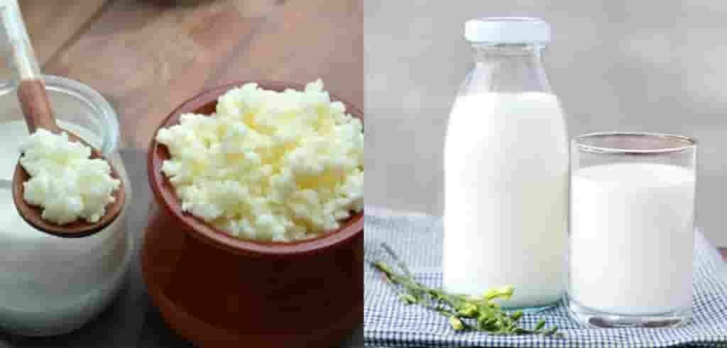 Nguyên liệu làm sữa chua nấm Kefir