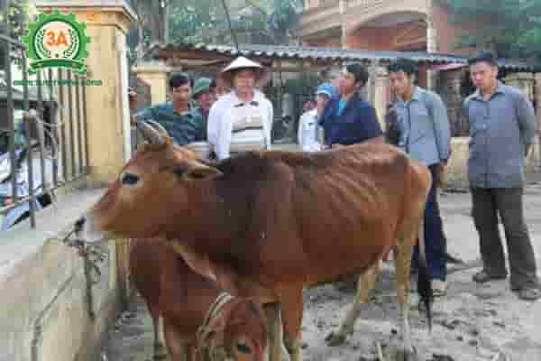 Kỹ thuật nuôi bò vỗ béo (02)