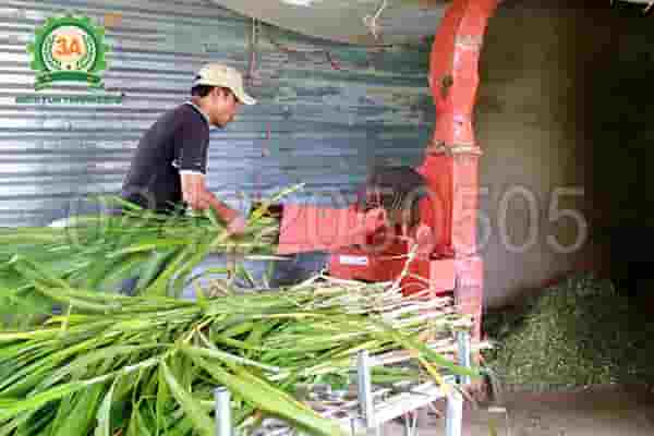 Kỹ thuật nuôi bò vỗ béo (05)